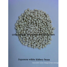 Chinese White Kidney Bean in PP Bag (Japanese Type)